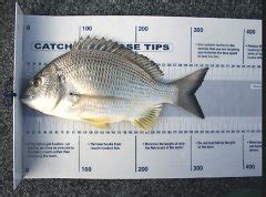 Freshwater Recreational Fishing in NSW Rules and Regulations .